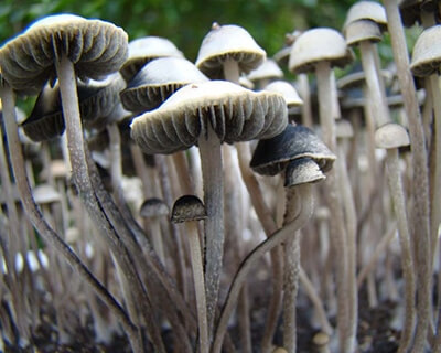 Paneleous Cyanescens (Blue Meanie)