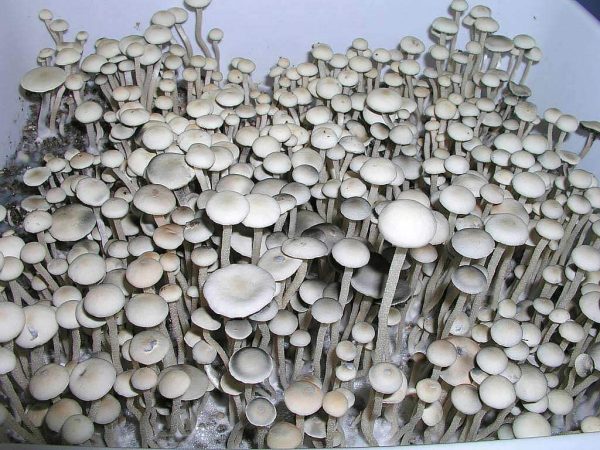 Paneleous Cyanescens