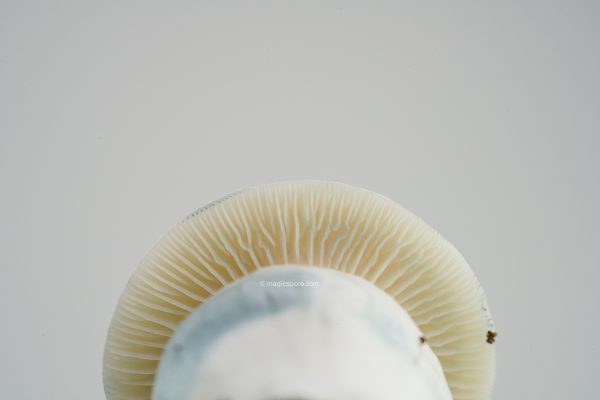 Albino OdPe